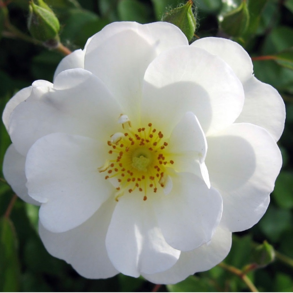 Welcome to ReLoved by Lily Rose!